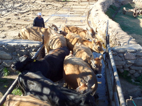 Groups of cows are gathered and marched through a foot treatment.